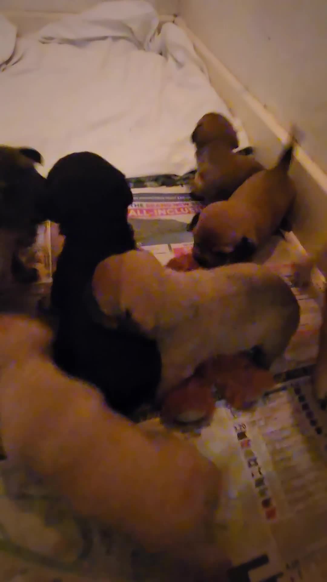 Mixed Breed dogs for sale: Beautiful jackchi puppies  - Video 4