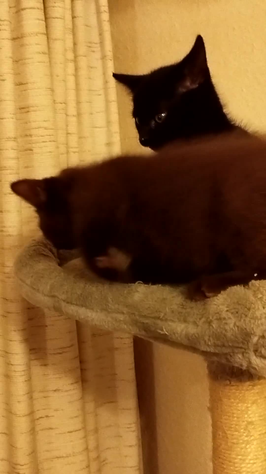 British Shorthair cats for sale: Rare Chocolate & Black Kittens – Ready Now 🐾 - Video 5