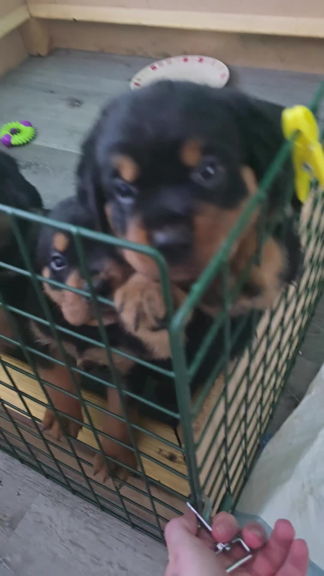 Rottweiler dogs for sale: Rottweiler puppies  in Saint Helens - Video 1