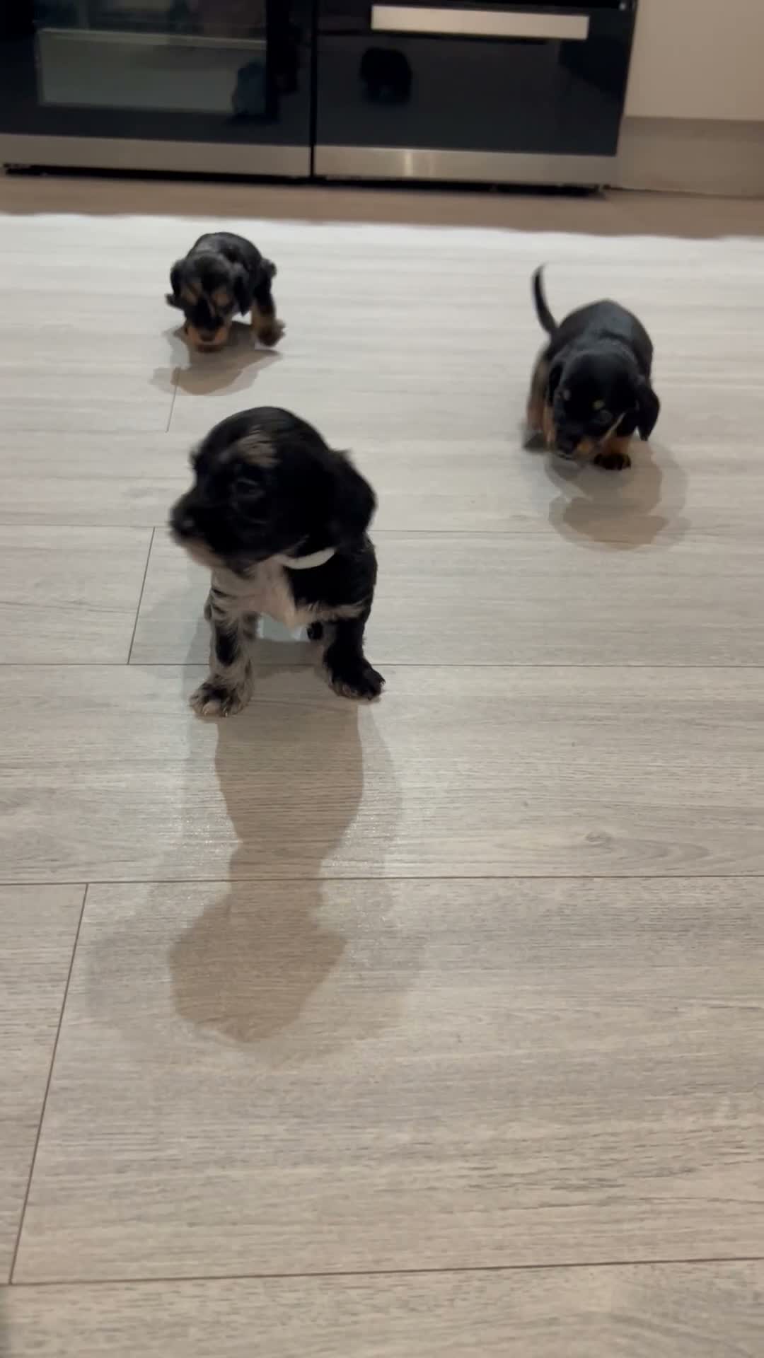 Mixed Breed dogs for sale: Doxiepoo puppies  - Video 2