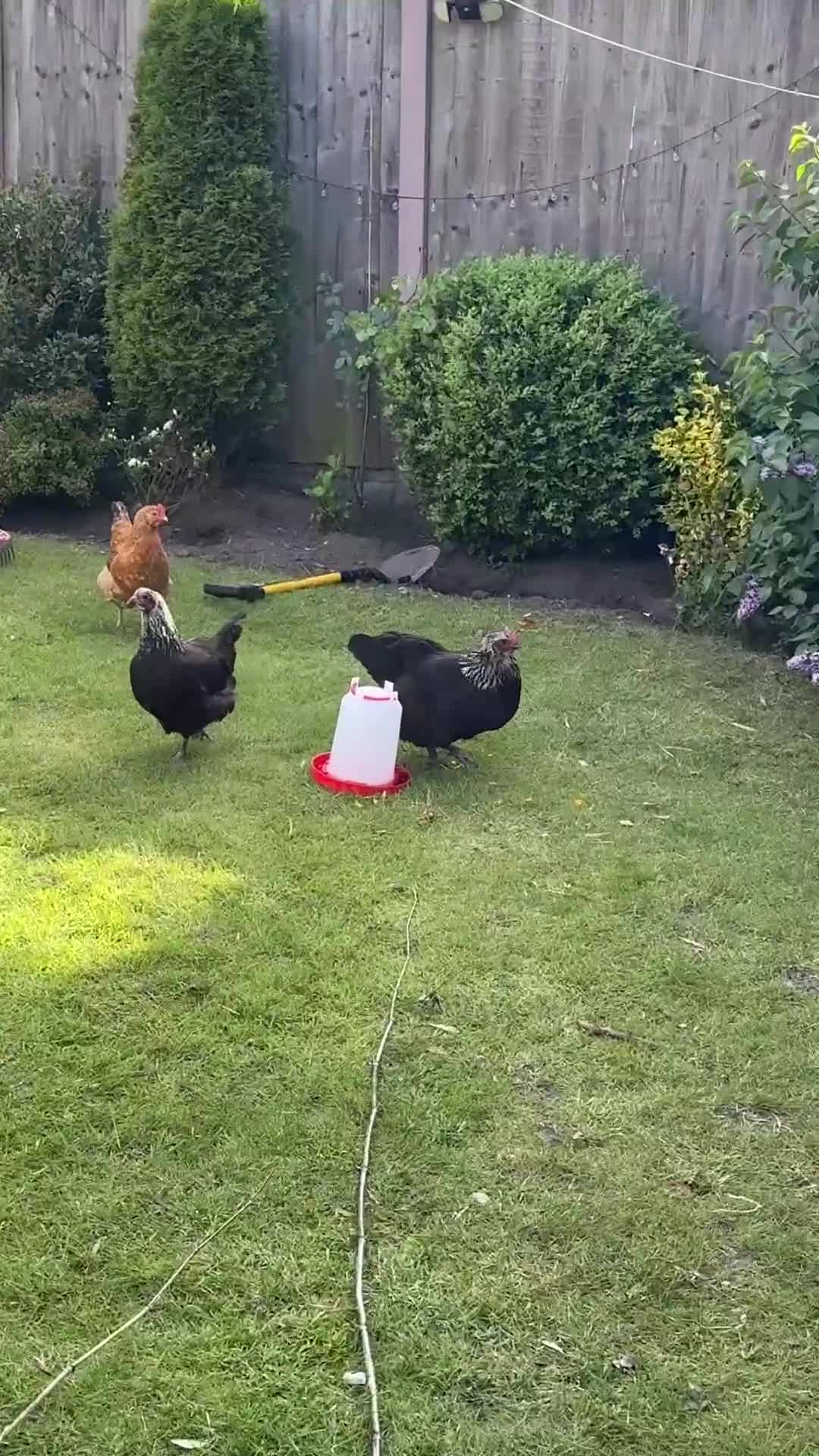 Chickens poultry for sale: Roughly 28 week old silver Maran  - Video 1
