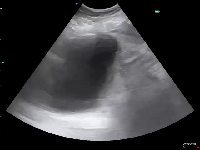 Golden Retriever dogs for sale: Low inbreeding coefficient puppies due soon  - Video 1