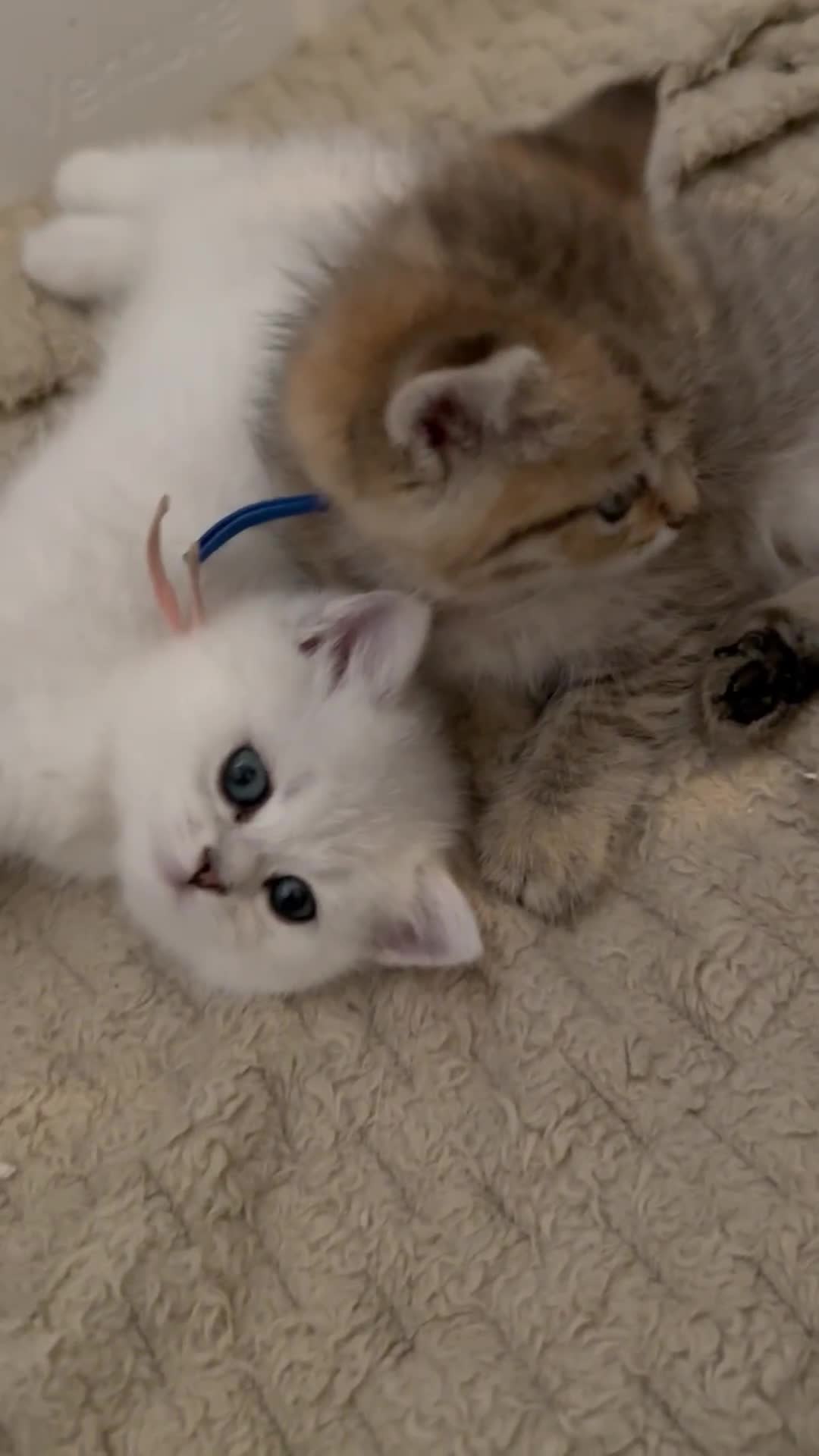 British Shorthair cats for sale: GCCF 🏆 British shorthair kitten🏆 - Video 1