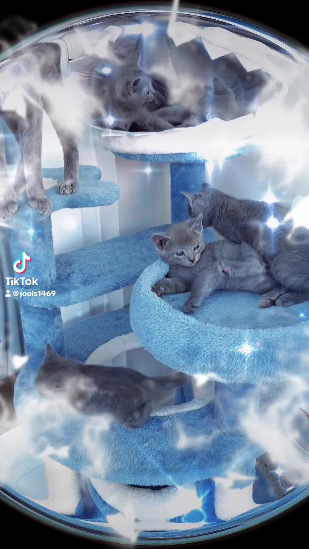 Russian Blue cats for sale: 6 Stunning GCCF Russian Blue Kittens 🐾  - Video 4