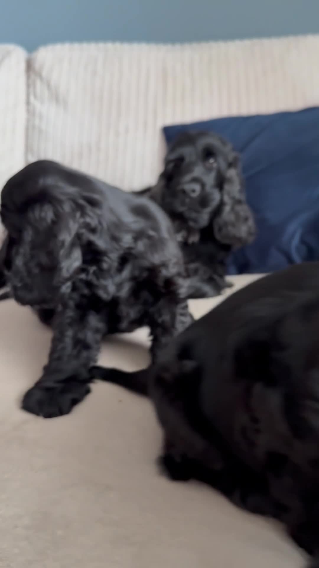 Cocker Spaniel dogs for sale: 🐾 1 LITTLE BOY LEFT KC Registered Show Cocker 🐾  - Video 1