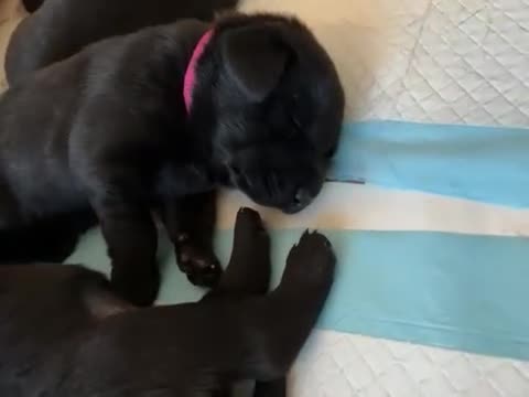 Labrador Retriever dogs for sale: KC Pedigree Labrador Puppies READ DESC. RE PRICING in Pontypool - Video 1