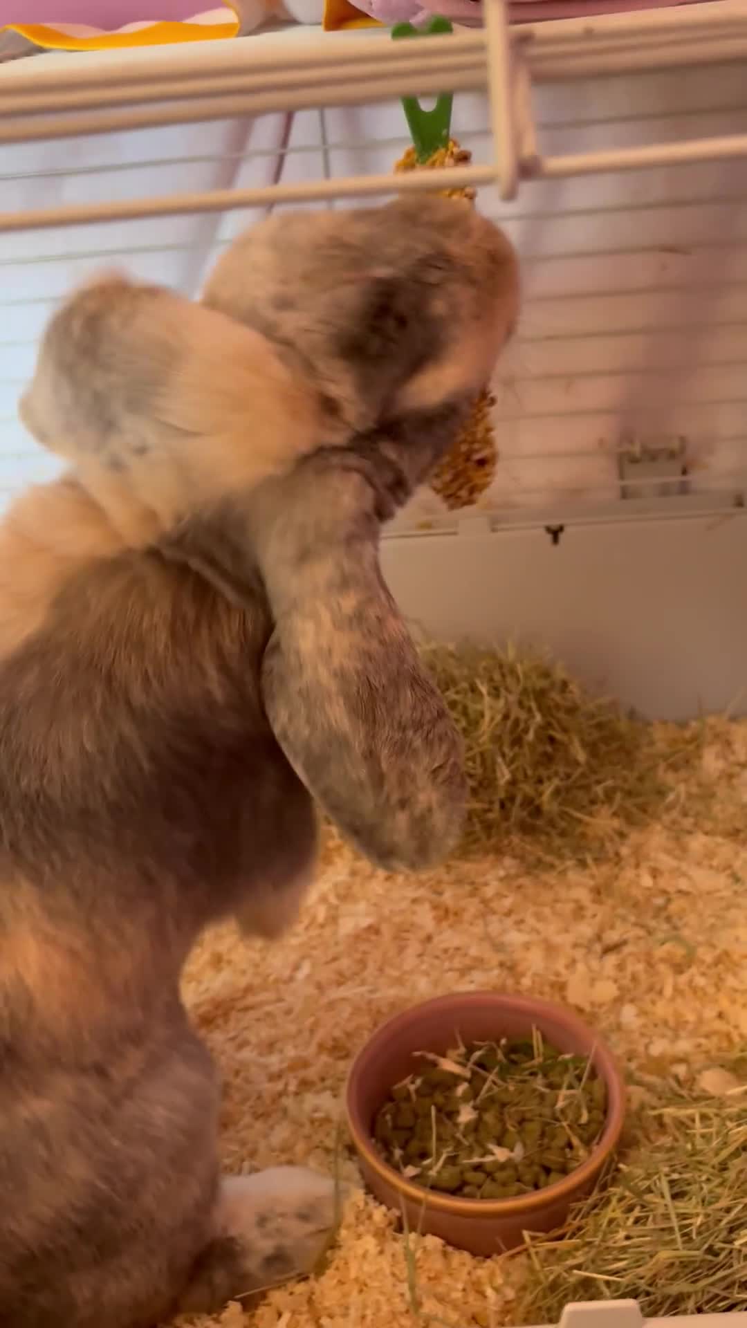 English Lop rabbits for sale: English pop male - Video 1