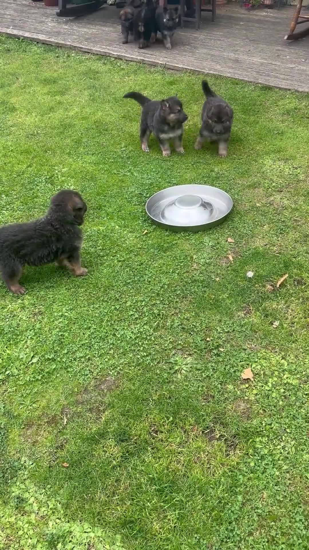 German Shepherd dogs for sale: 8 beautiful long haired German shepherd puppies  - Video 1
