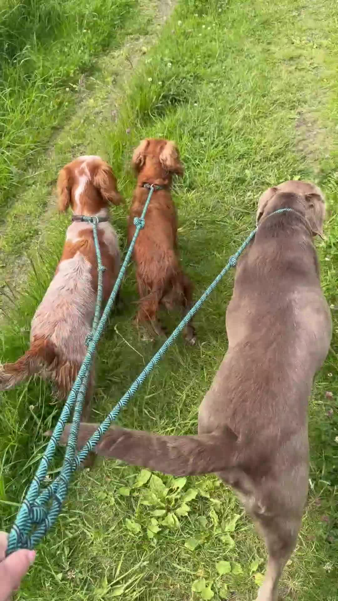 Cocker Spaniel dogs for sale: 🌸KC registered working cocker spaniel🌸 - Video 2