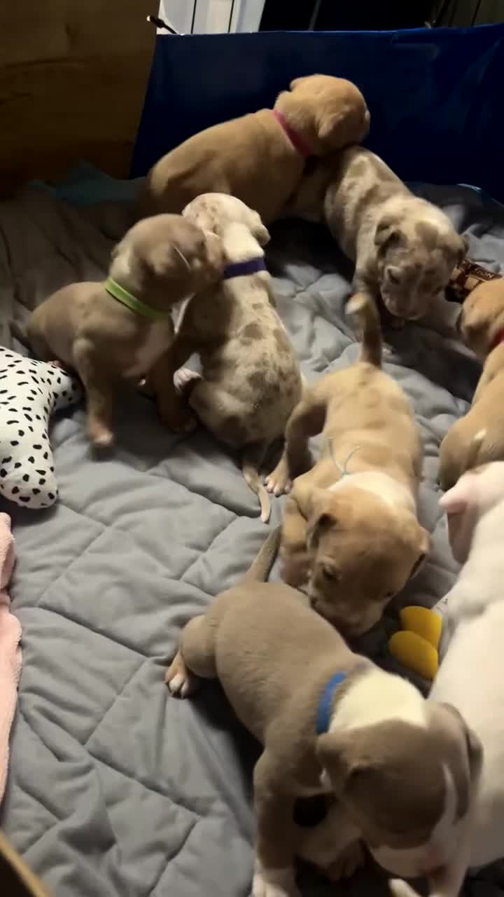 American Bully dogs for sale: AMERICAN POCKET BULLYS - Video 1
