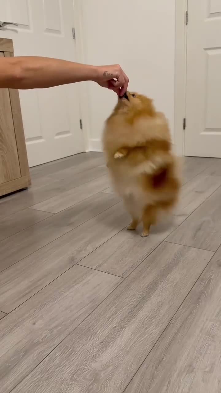 Pomeranian dogs for sale: Stunning KC Pomeranian female 🏆🎖 - Video 1