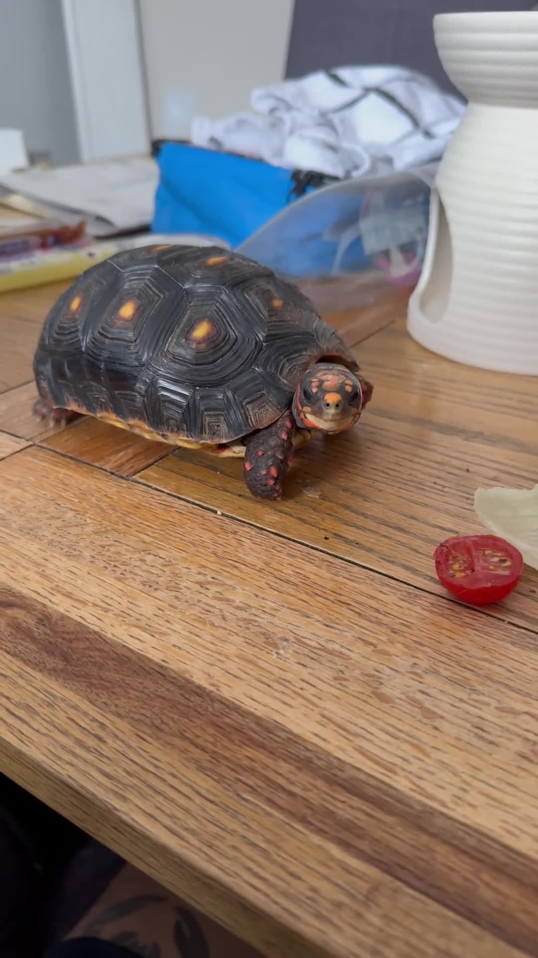 Tortoise reptiles for sale: 2 year old red footed tortoise and set up  - Video 1