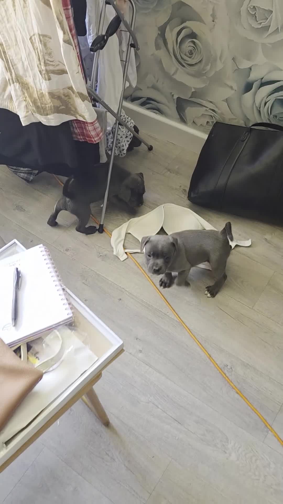 Staffordshire Bull Terrier dogs for sale: 3 playful, lively chunky puppies - Video 2