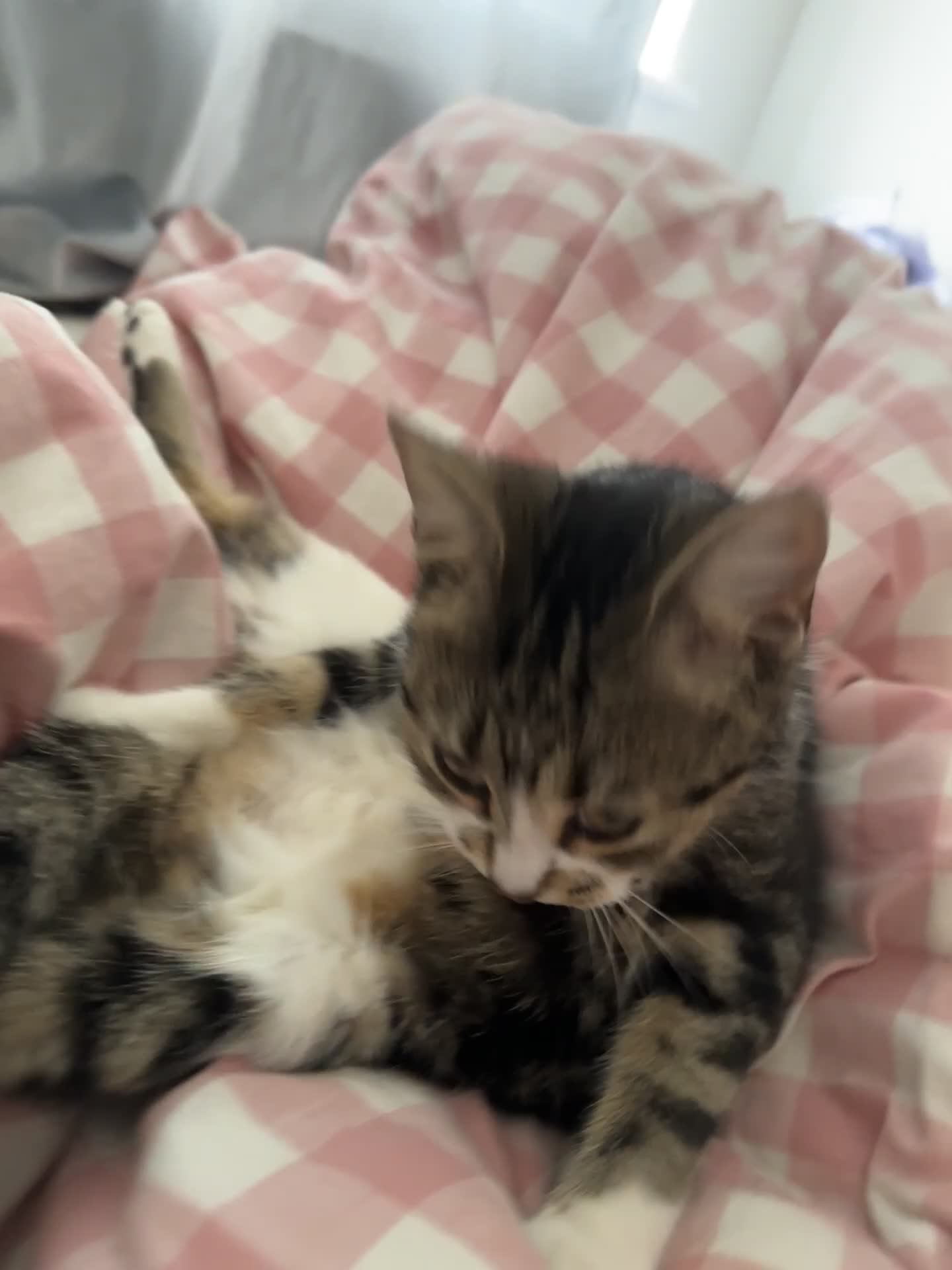 Mixed Breed cats for sale: Adorable Kitten Girl Seeking a Loving Forever Home - Video 2