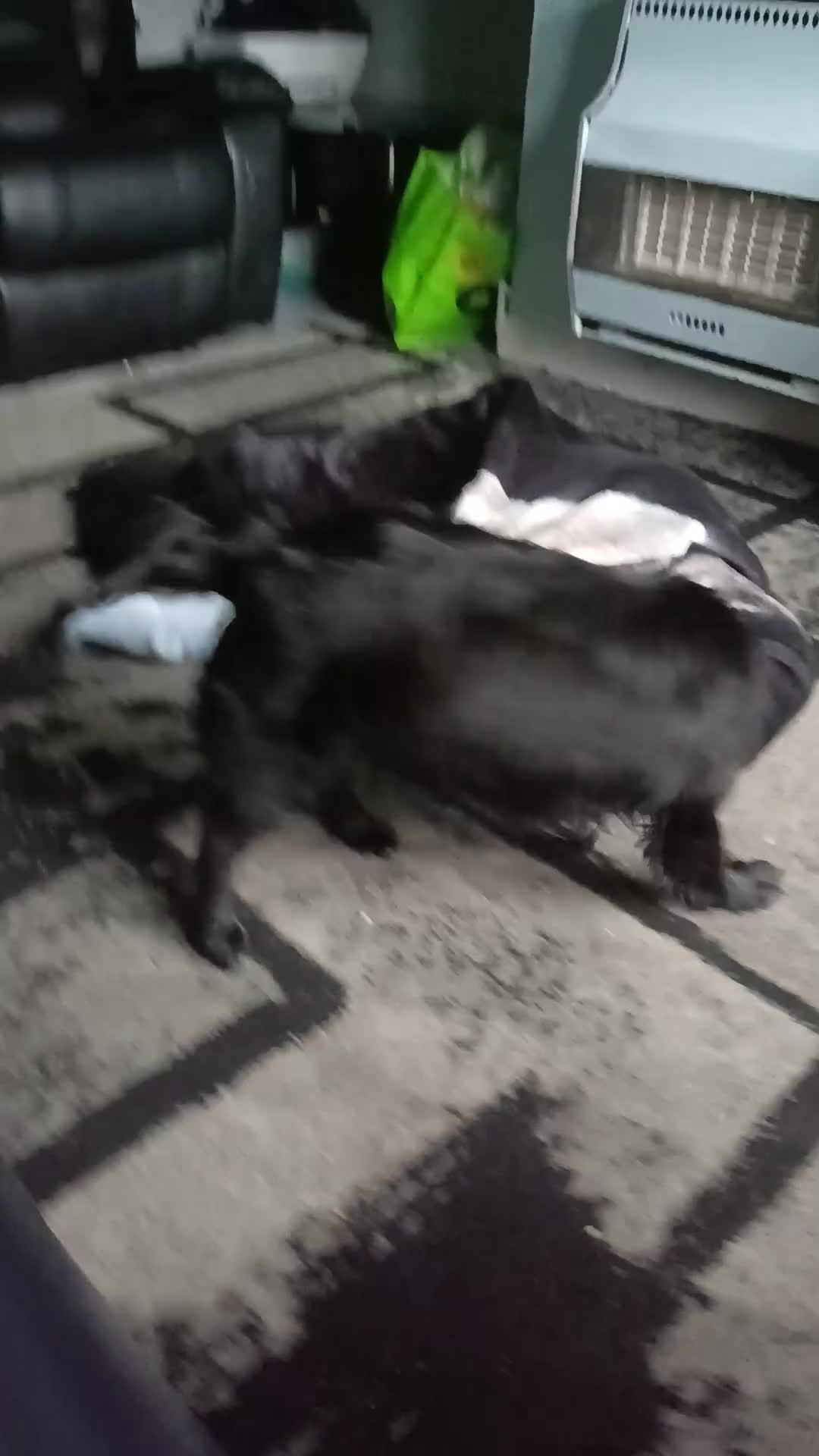 Mixed Breed dogs for sale: 9 month old puppy  - Video 2