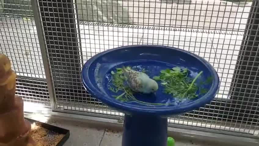 Budgerigars birds for sale: Hand tamed Budgies (2 Reserved) - Video 1