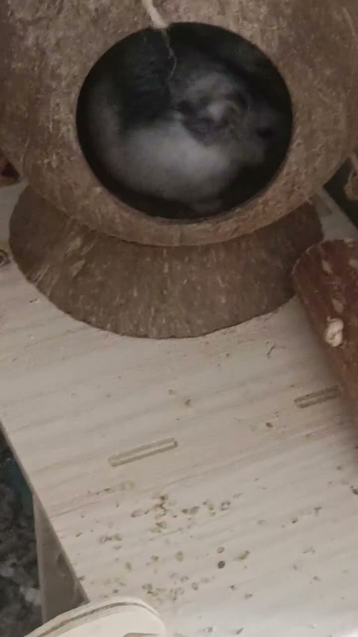 Hamster rodents for sale: Russian dwarf in Luton - Video 5