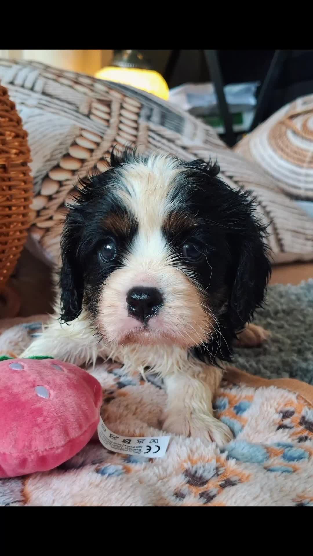 Cavalier King Charles Spaniel dogs for sale: 2 Tricolour Boys & 1 Blenheim Girl - Video 1