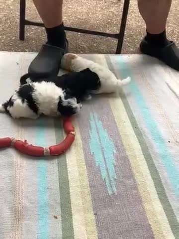 Mixed Breed dogs for sale: Tiny Korean Maltese / Havanese - Video 2
