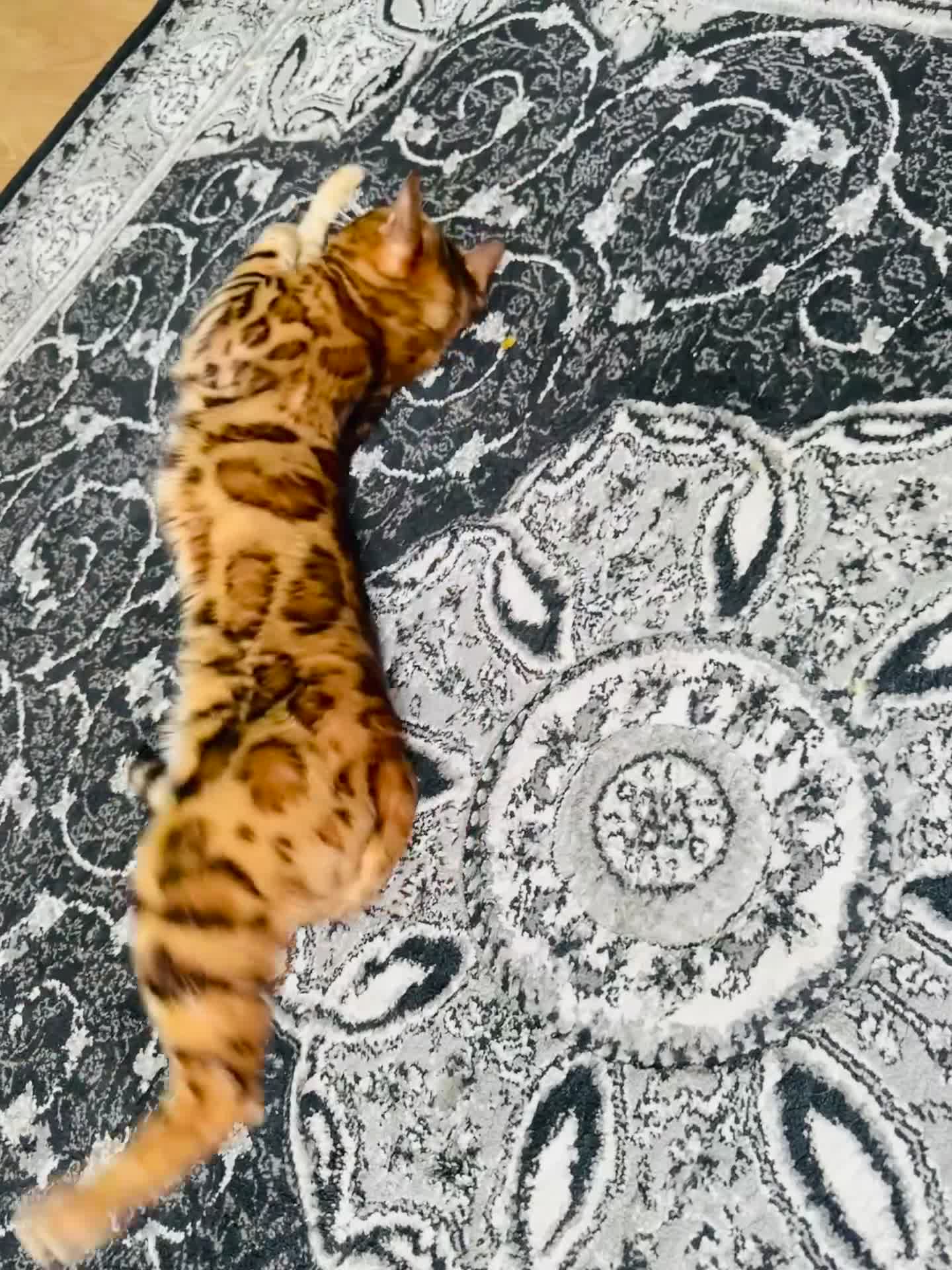 Bengal cats for sale: OUTSTANDING 🤩 Purebred Brown Rosetted Bengal - Video 1