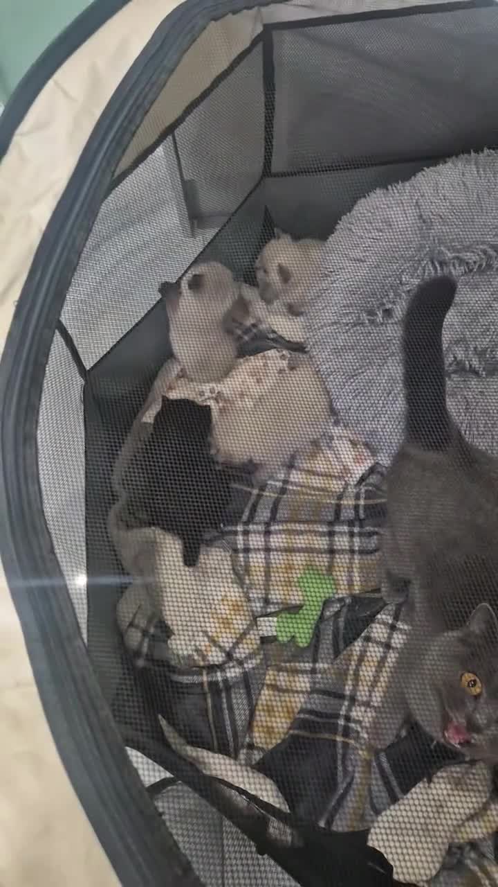 British Shorthair cats for sale: Black British short hair - Video 1