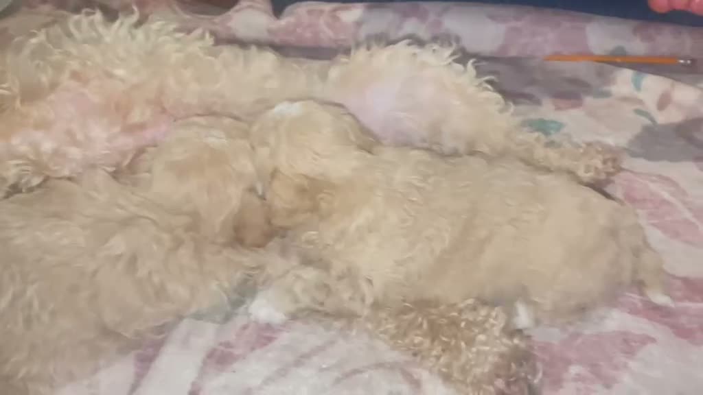 Maltipoo dogs for sale: 🐾our adorable F1 Maltipoo twin puppies🐾 - Video 2