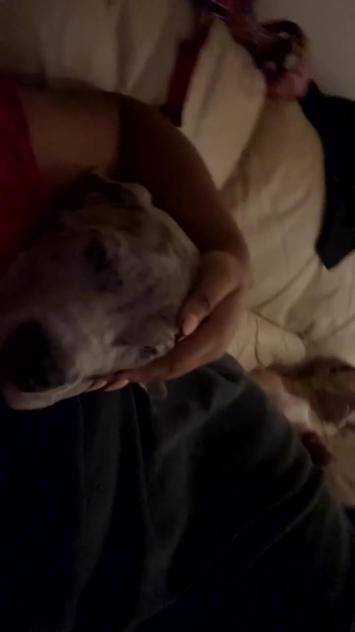 Mixed Breed dogs for sale: KODA. - Video 2