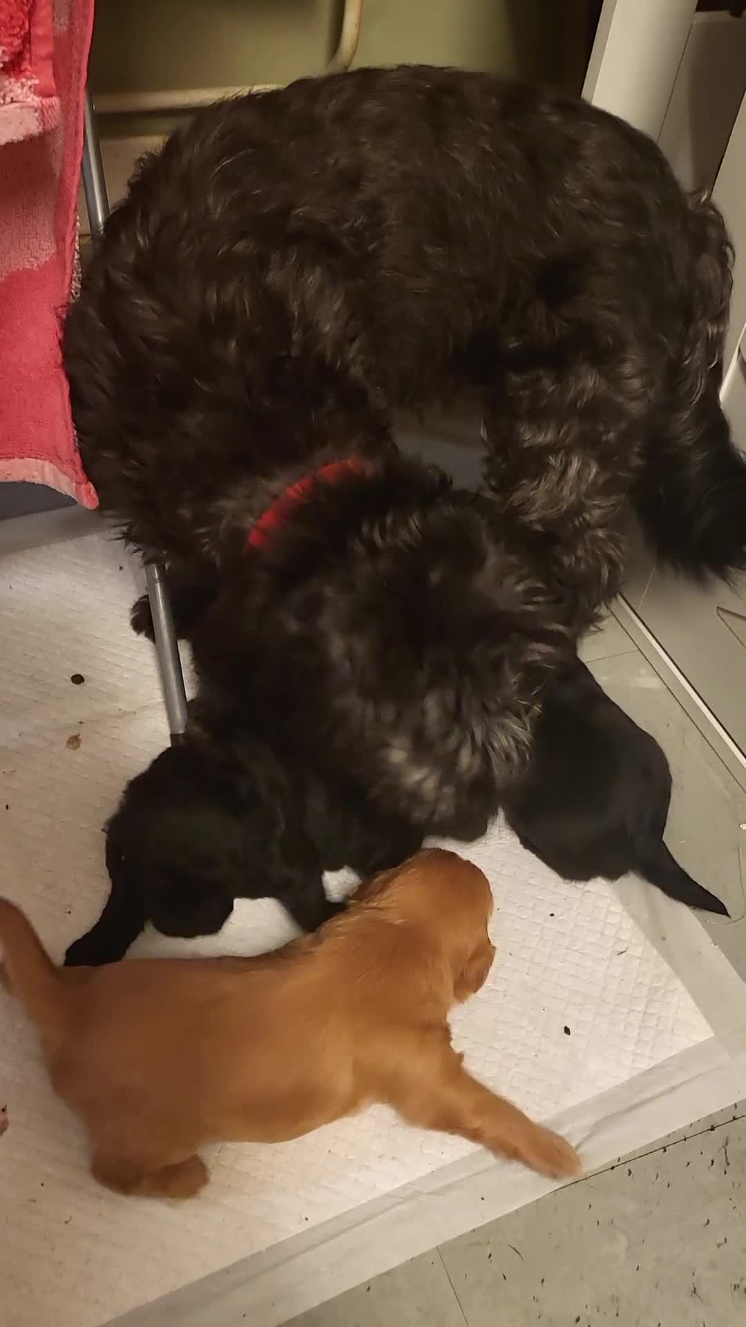 Mixed Breed dogs for sale: Pooshi x Bedipoo  - Video 2