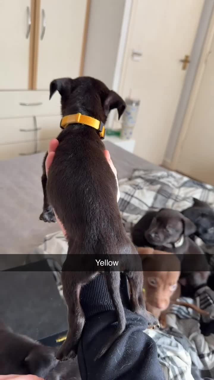Mixed Breed dogs for sale: Labrador Akita 4 males 4 females  in Worcester - Video 3