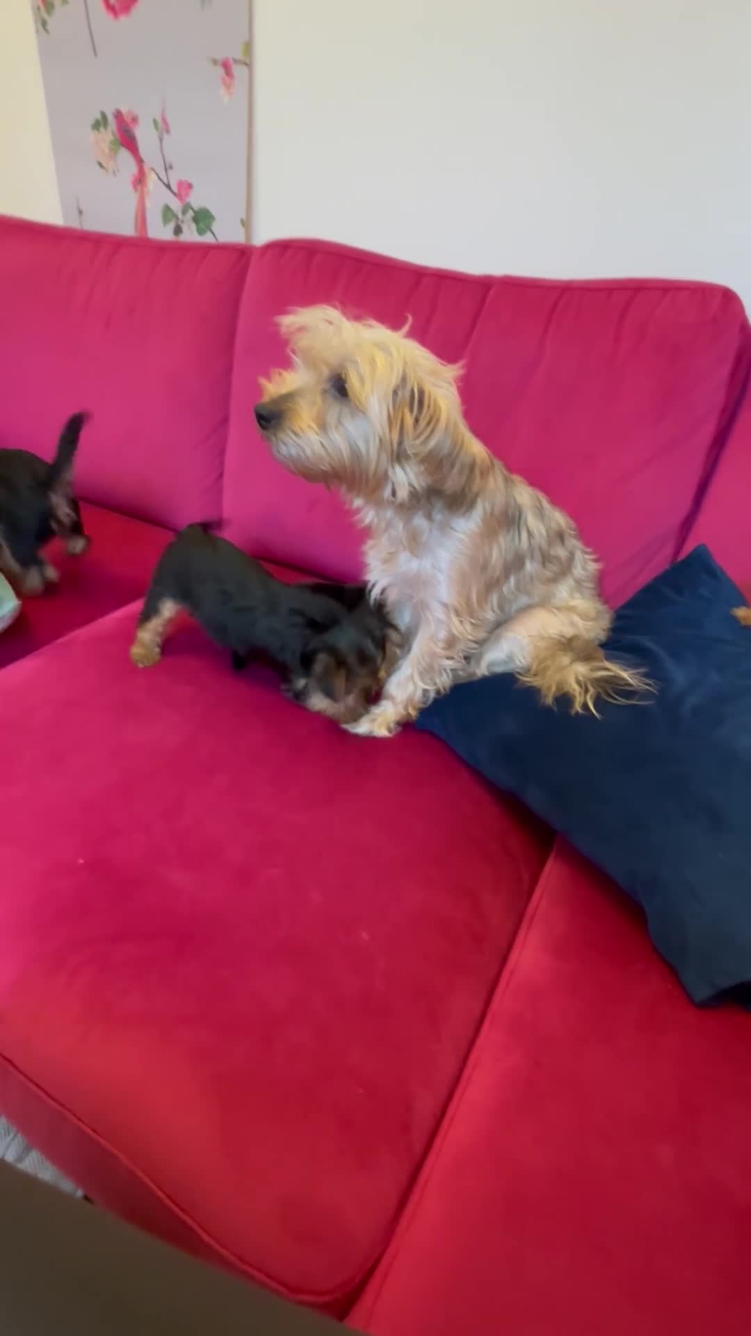 Yorkshire Terrier dogs for sale: Yorkshire Terrier Pups - Video 1
