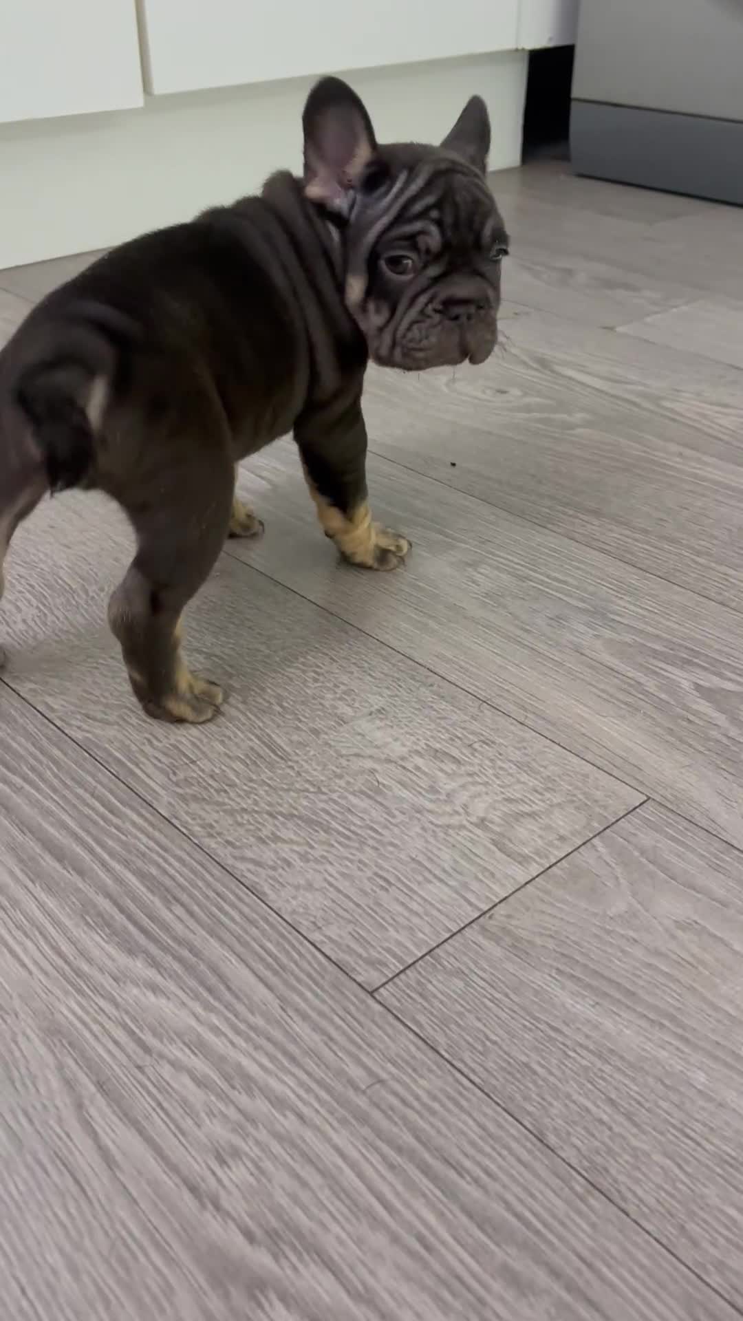 French Bulldog dogs for sale: French Bulldog - Male  - Video 2