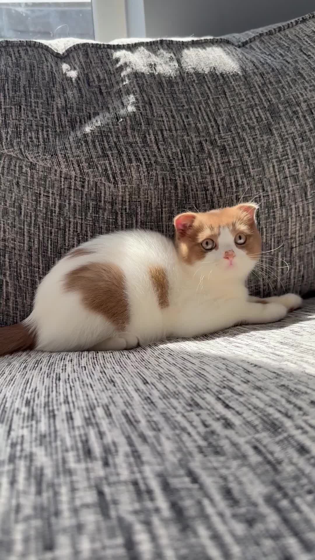 Scottish Fold cats for sale: Tica Registered Chunky Cinnamon Bi Colour Boy - Video 1