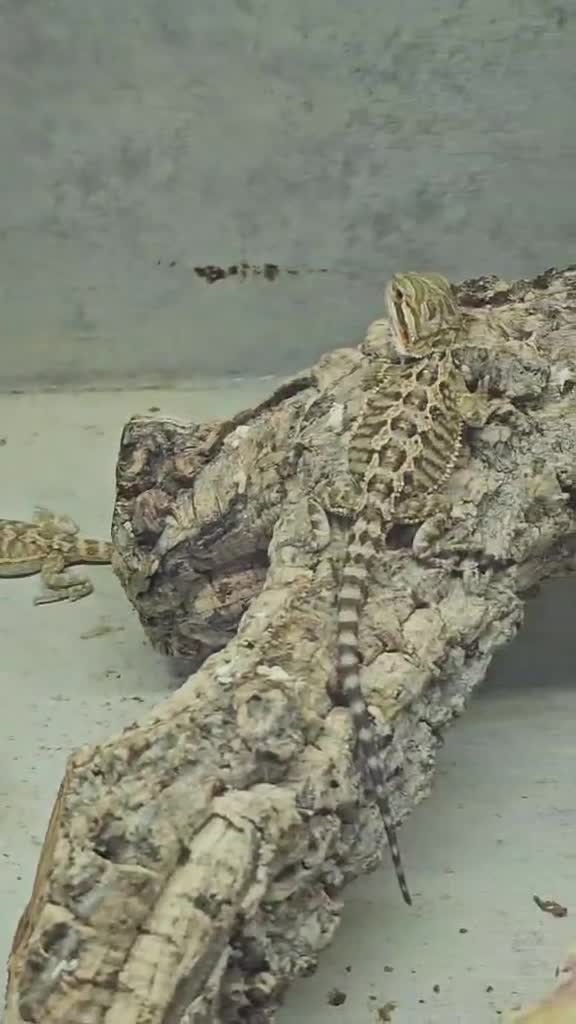 Bearded Dragon reptiles for sale: 1 Bearded Dragons  - Video 1