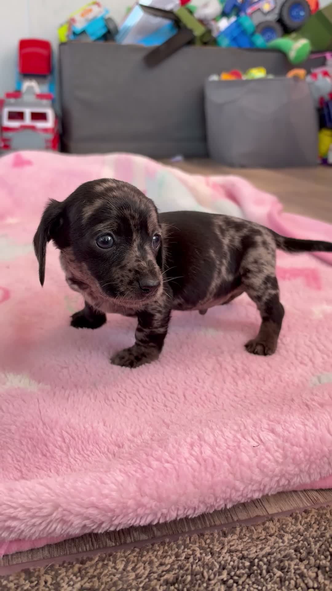 Mixed Breed dogs for sale: My beautiful Jack Russell X dachshund pups.  - Video 3