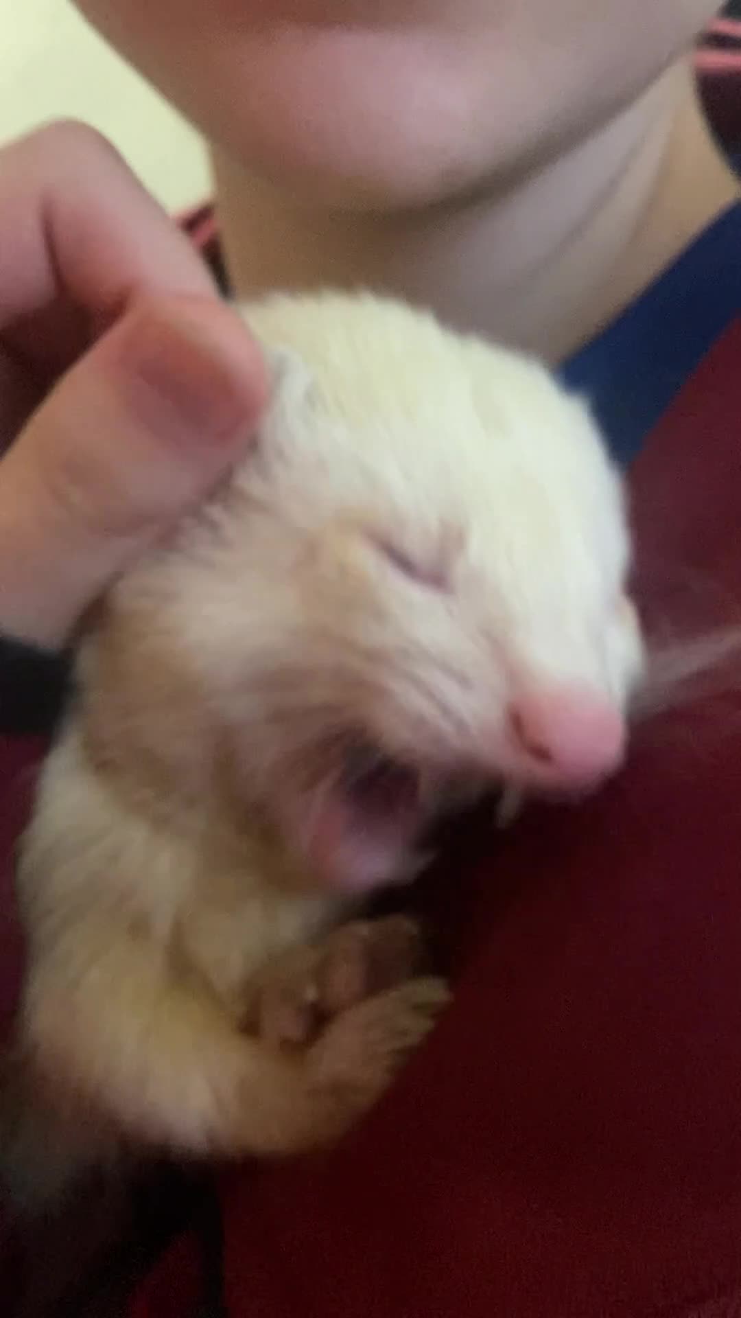 Ferret rodents for sale: 3/4 year old albino ferret - Video 1
