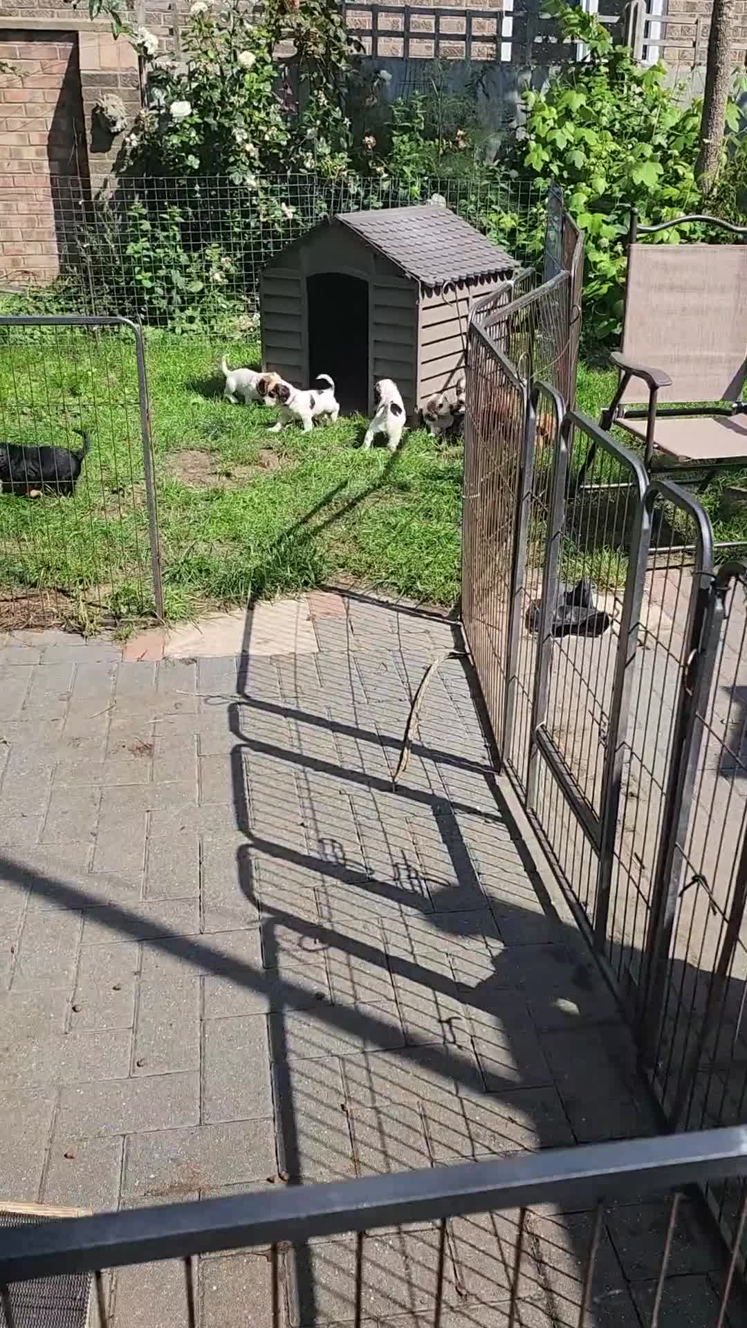 Sprocker dogs for sale: Sprocker Spaniels from Registered Breeder  - Video 3