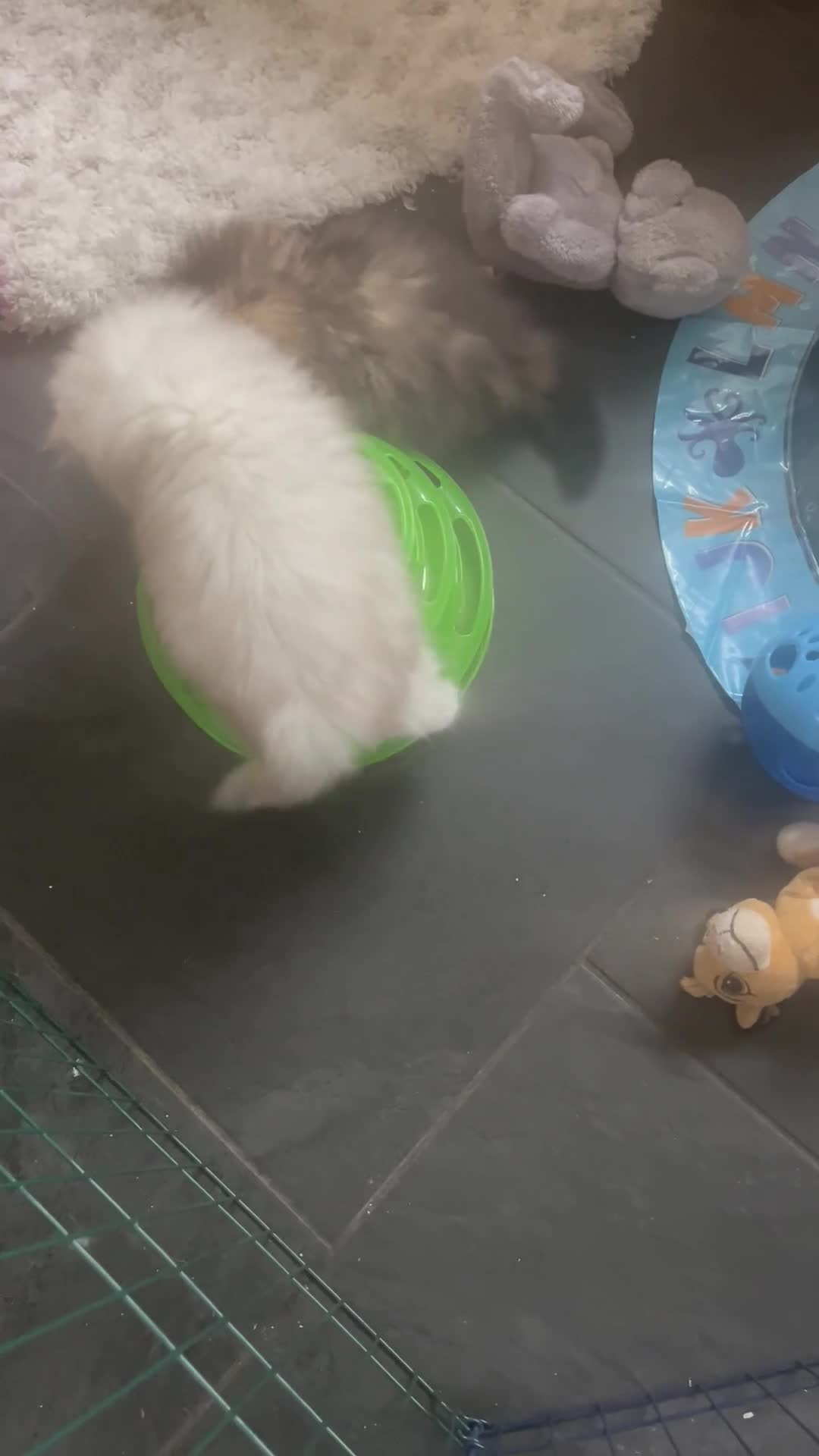 Persian cats for sale: persian chinchilla kittens  - Video 1