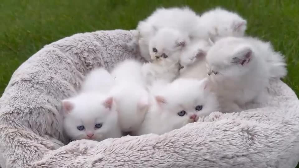 British Longhair cats for sale: Adorable British Longhair and Shorthair kittens - Video 3