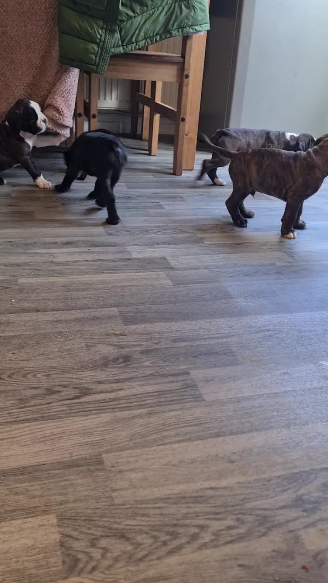 Boxer dogs for sale:  Puppies KC – Exceptional Champion Bloodlines 🐾 - Video 4