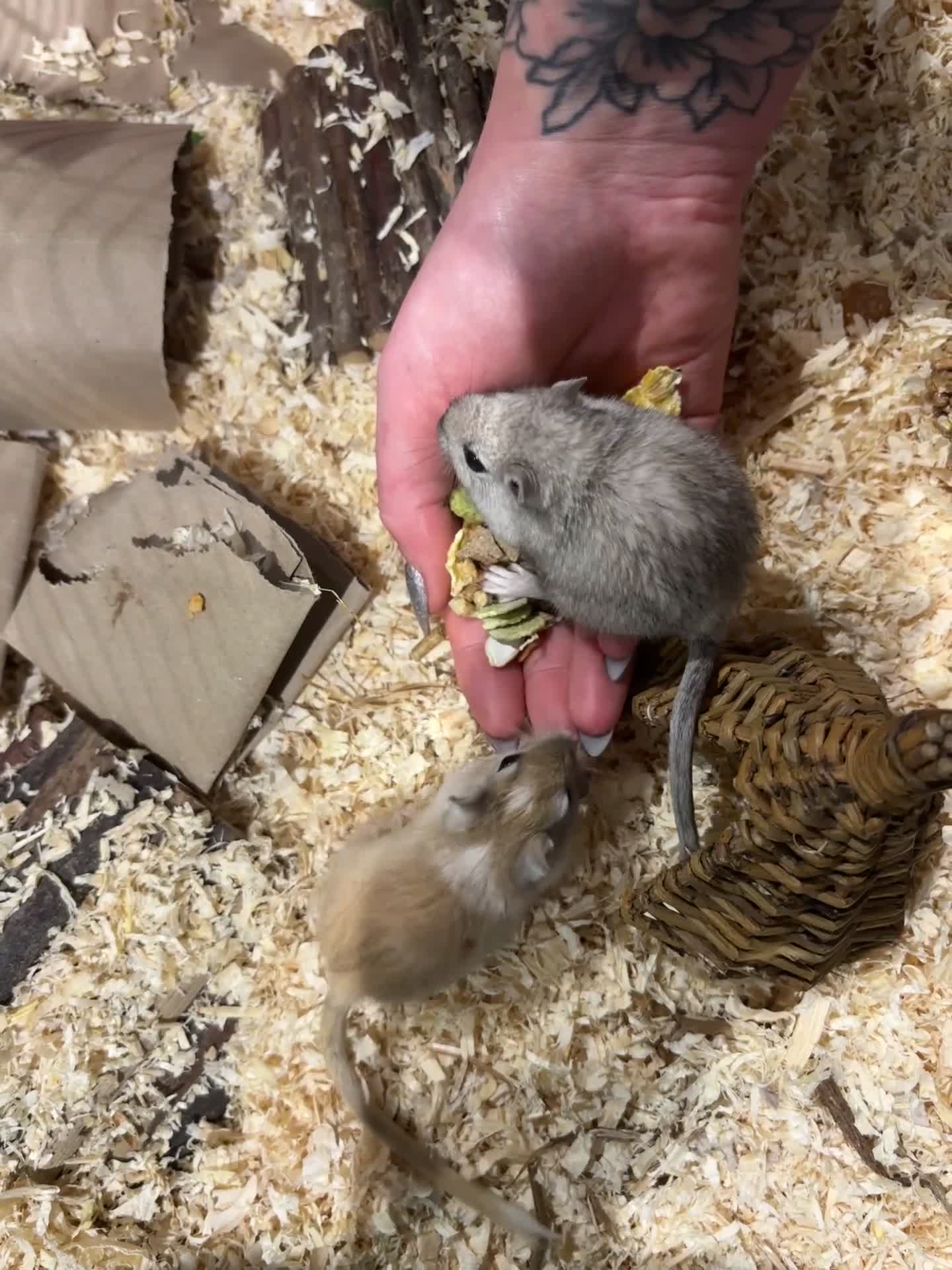 Gerbil rodents for sale: Two gerbil girls - Video 1