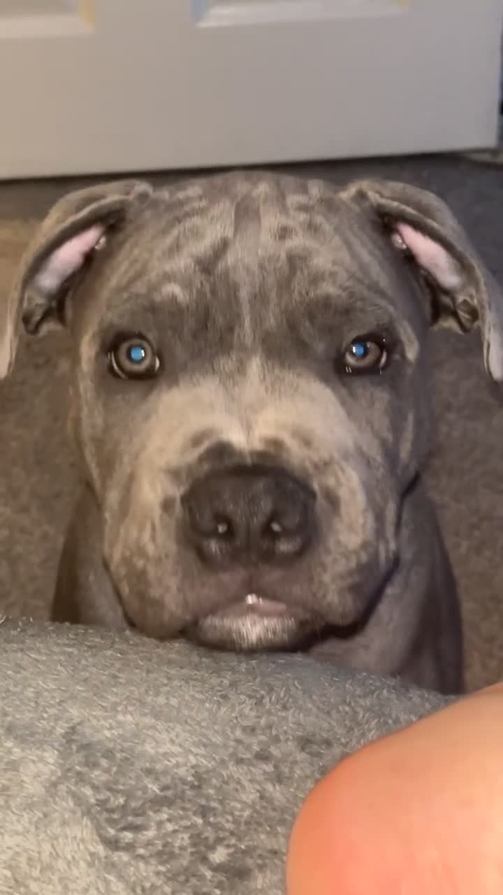 Staffordshire Bull Terrier dogs for sale: 15 WEEK KC REG BLUE STAFFORDSHIRE BULL TERRIER - Video 1