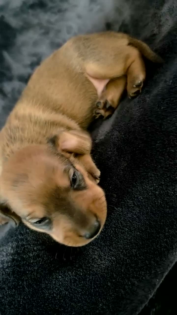 Miniature Dachshund dogs for sale: Beautiful Miniature Dachshund Boys, fab colourings in Bridgnorth - Video 1