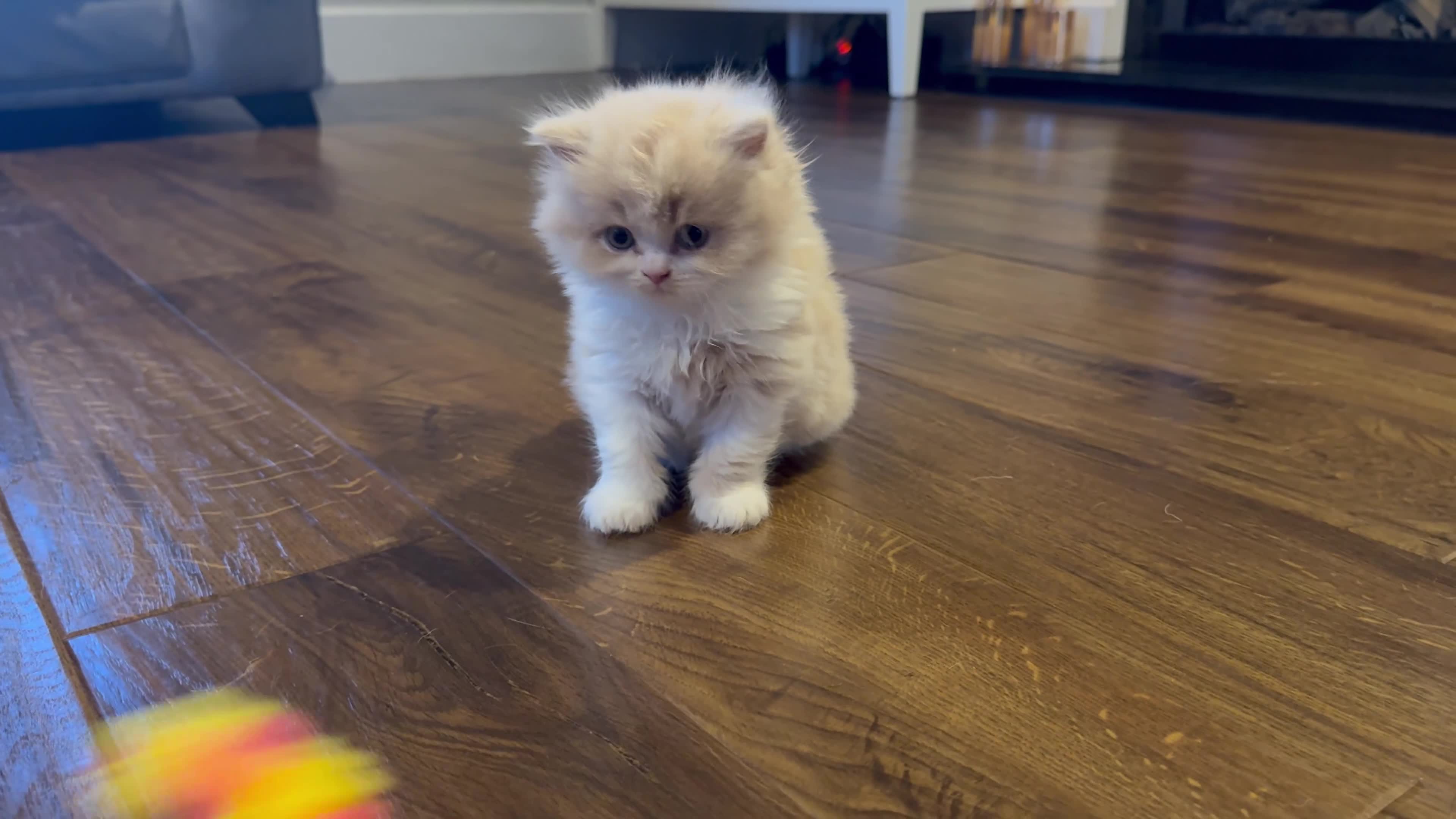 British Shorthair cats for sale: British Shorthair & Longhair Kittens GCCF Reg - Video 1