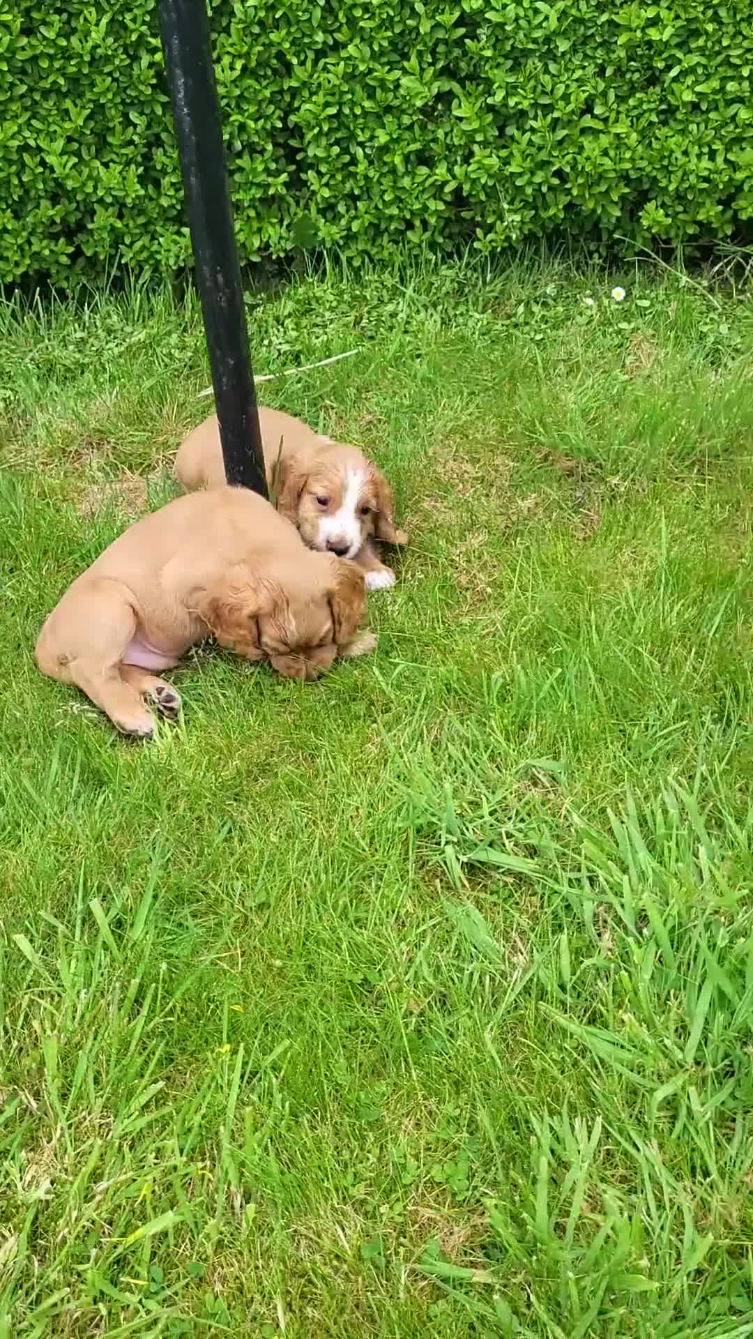 Cocker Spaniel dogs for sale: Cocker spaniel puppies  - Video 1