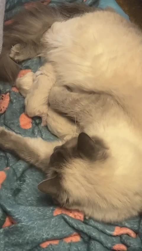 Ragdoll cats for stud: Stud Muffin in Ilkeston - Video 1