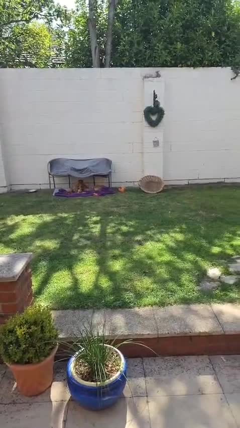 Labrador Retriever dogs for sale: KC Registered Fox Red Labrador Puppies - Video 1