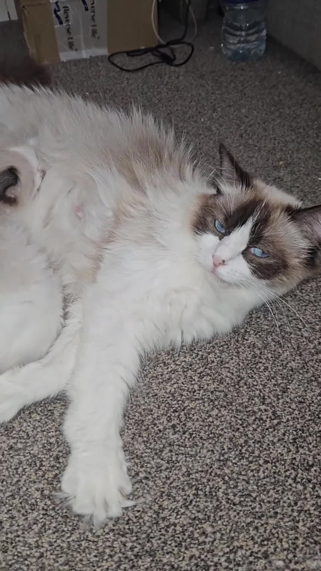 Ragdoll cats for sale: Ragdoll kittens  - Video 2