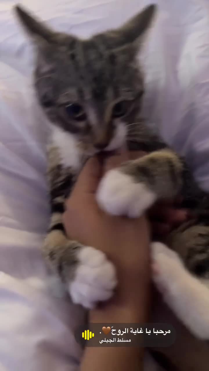Mixed Breed cats for sale: Lucy  in Manchester - Video 2