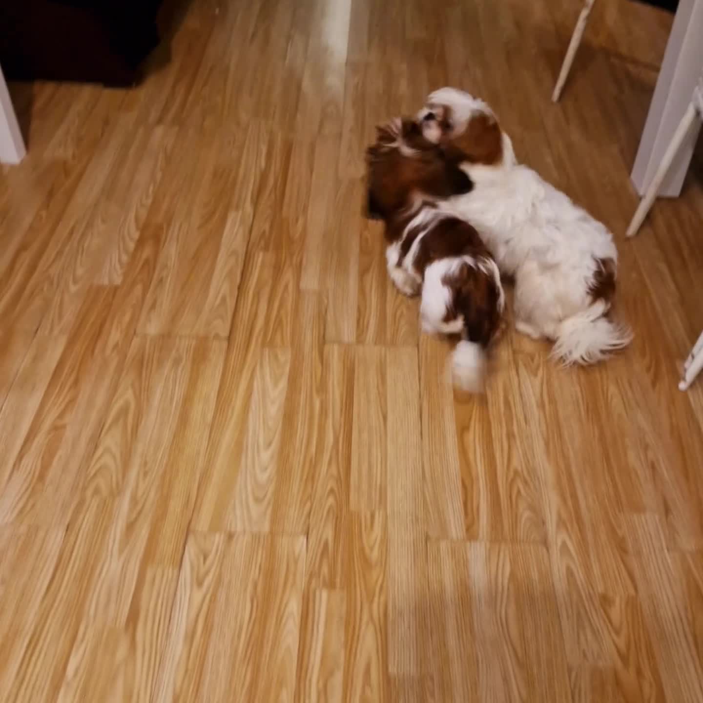 Shih Tzu dogs for sale: Shih tzu puppies  - Video 1