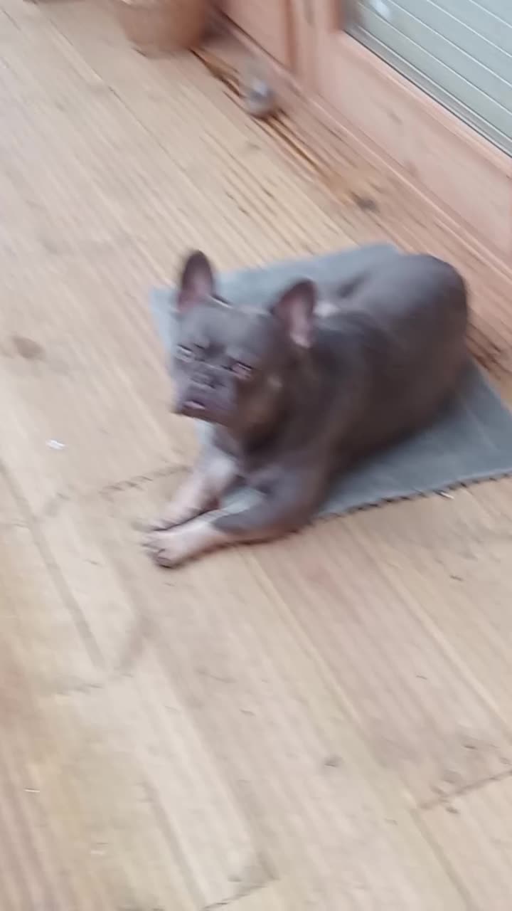French Bulldog dogs for sale: Lorenzo for sale  - Video 2